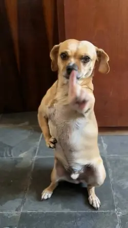 Dancing Dog