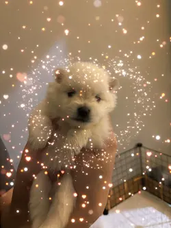 Cute DOG
