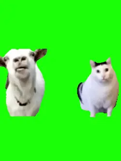 kambing dan kucing