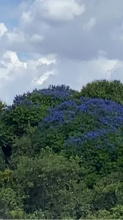 Vlog Natureza