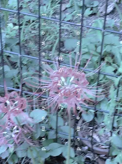 貴方は亡骸｜雰囲気