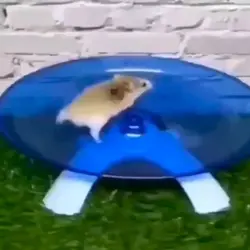 Hamster Meme