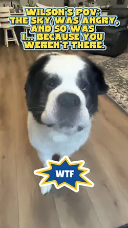 Pov of a dog 