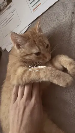my therapy is my cat