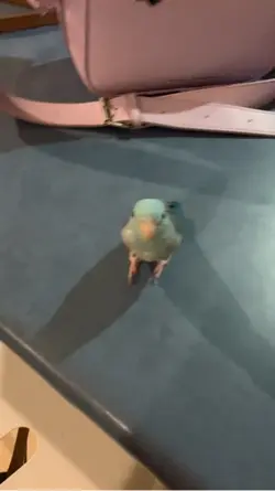 Lil guy