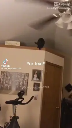 Cats are so funny