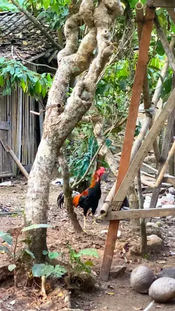 campursari
