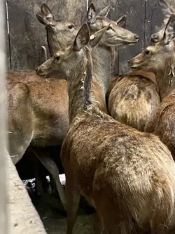 Deer farm,