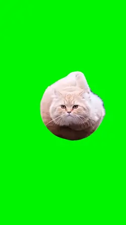 spiral cat