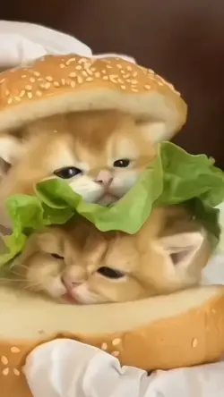kedi fancam