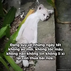 Đang suy nghĩ về 