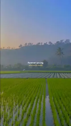 Senja