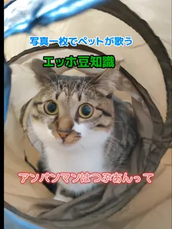 ペット豆知識　写真１枚でペットが喋る