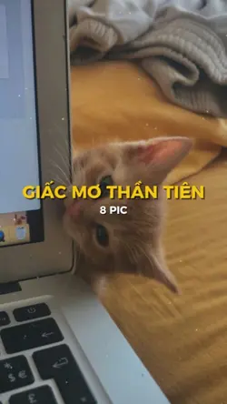 MẪU 8 PIC