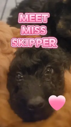 Meet this Puppy