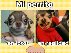 Mi perrito es