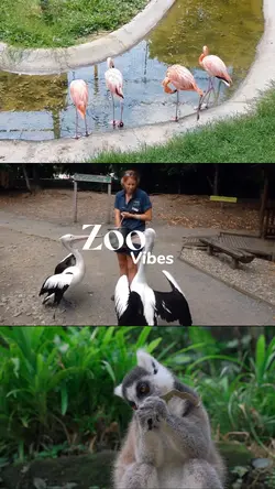 ZOO VIBES