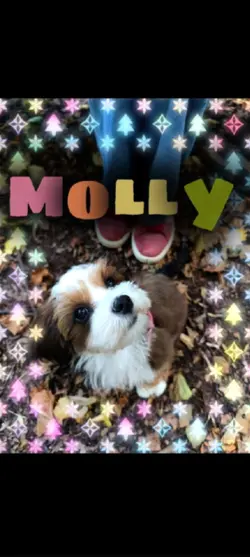 M-O-LL-Y 