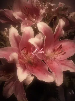 Lilliessss