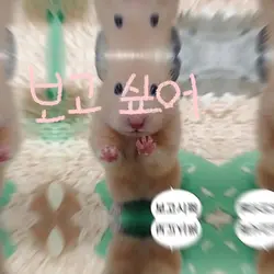 짝남/짝녀 꼬시는 템플릿