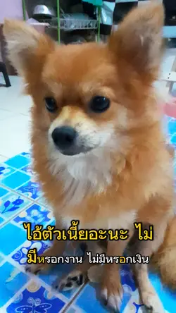 ไม่มีประโยชน์55