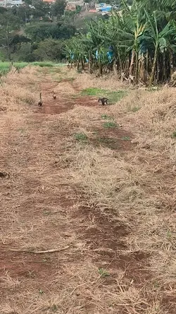dinossaurinhos