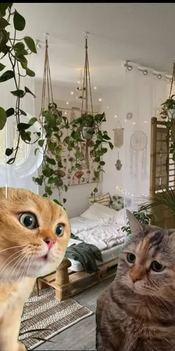 cats <333