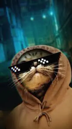 shshs cat