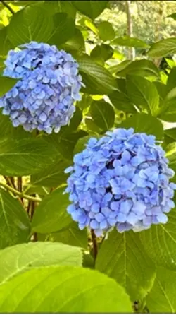 大切な写真をまとめて見ませんか？