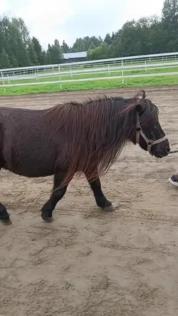 My little ponyy