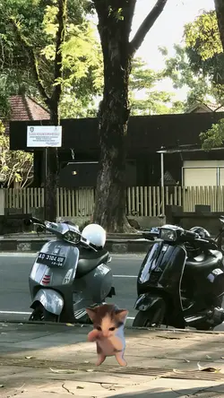 kucing kicau mania
