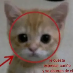 no creí que cayeras