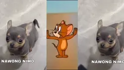tom end jerry