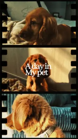 A day in my pet