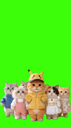 Gato/Cat.
