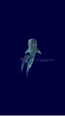ocean wallpapers!