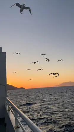 bir deli rüzgar 