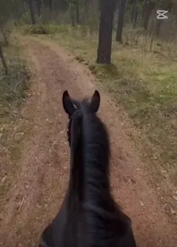 #Horsetheraphie