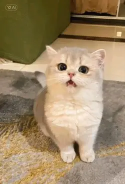 แมวพูดได้