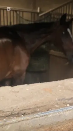 ⚠️fake horse⚠️