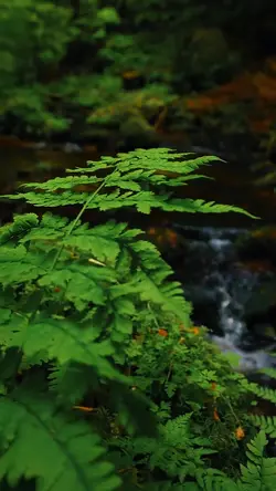 cinematic nature