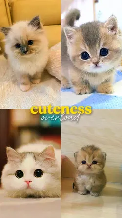 cuteness overload