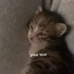 crying kitten