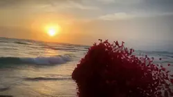 TAN BIẾN CÁNH HOA