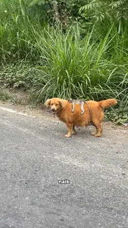 naik anjing 