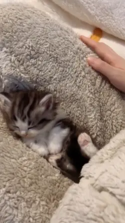 Cat lover