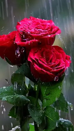 ROSES AND RAIN