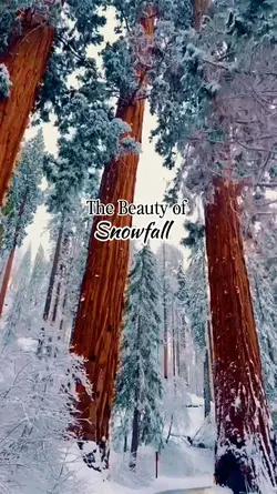 Beauty of Snowfall