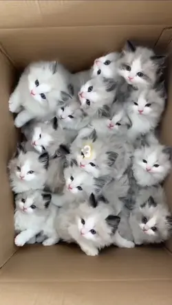 Cute cats!!