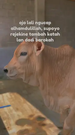 story sapi